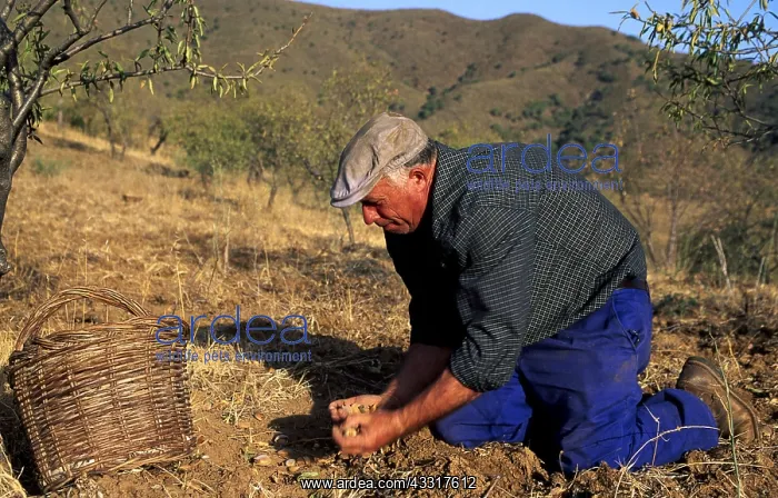 : ALMONDS - man harvesting : ALMONDS - man harvesting