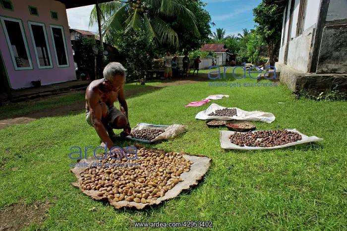  : Almonds and Nutmeg - drying in the sun