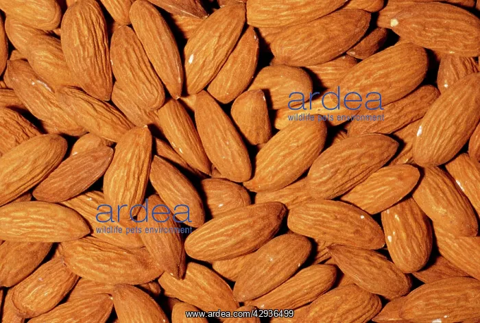 : ALMONDS - whole, shelled & roasted : ALMONDS - whole, shelled & roasted