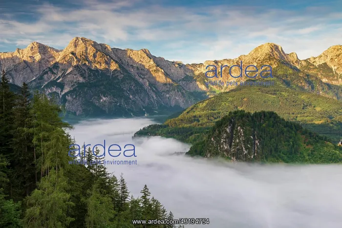 : Almsee im Nebel, Totes Gebirge, Almtal, Salzkammergut : Almsee im Nebel, Totes Gebirge, Almtal, Salzkammergut