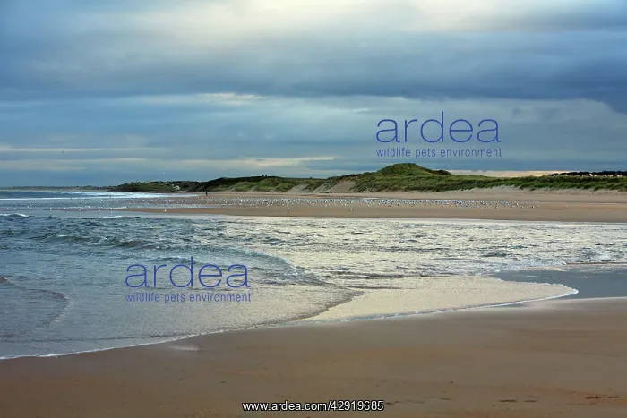  : Alnmouth - Beach at the river Aln estuary