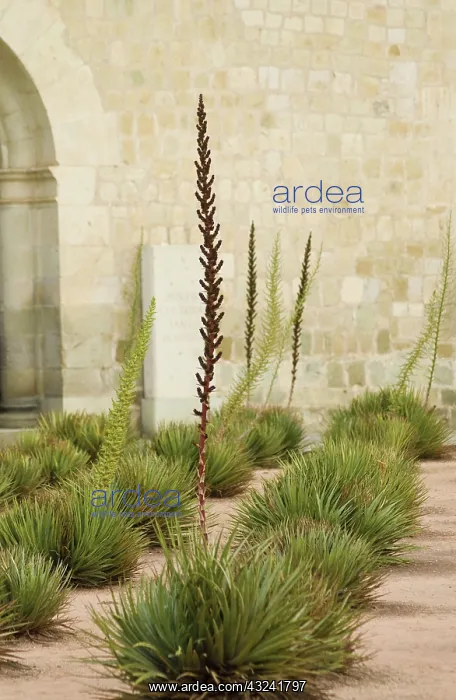 : Aloe : Aloe