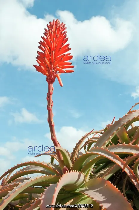 : Aloe, Aloe arborescens : Aloe, Aloe arborescens