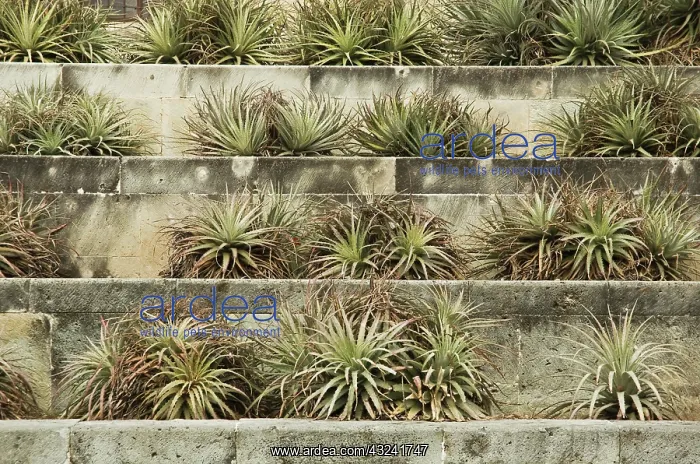 : Aloe, Aloe arborescens : Aloe, Aloe arborescens