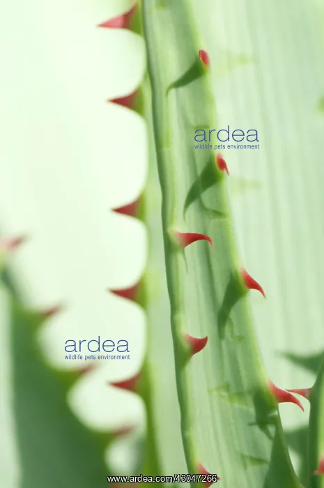 : Aloe, Aloe glauca : Aloe, Aloe glauca