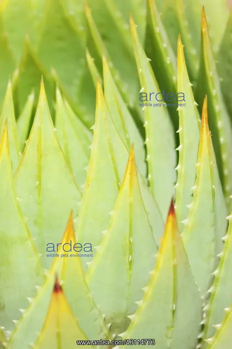 : Aloe, Aloe polyphylla, clsoe up showing pattern : Aloe, Aloe polyphylla, clsoe up showing pattern