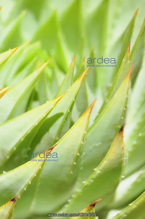 : Aloe, Aloe polyphylla, clsoe up showing pattern : Aloe, Aloe polyphylla, clsoe up showing pattern