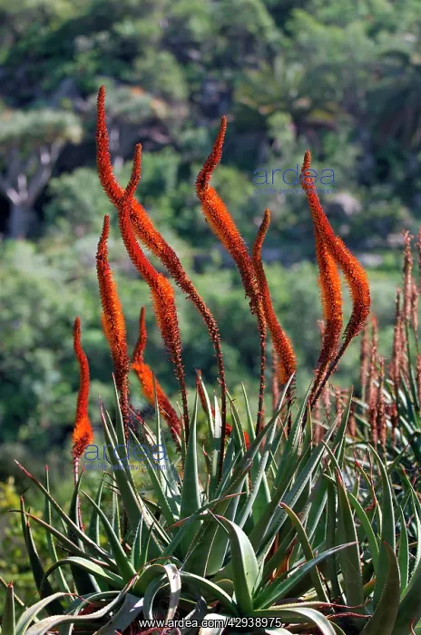 : Aloe castanea - Botanical Gardens : Aloe castanea - Botanical Gardens