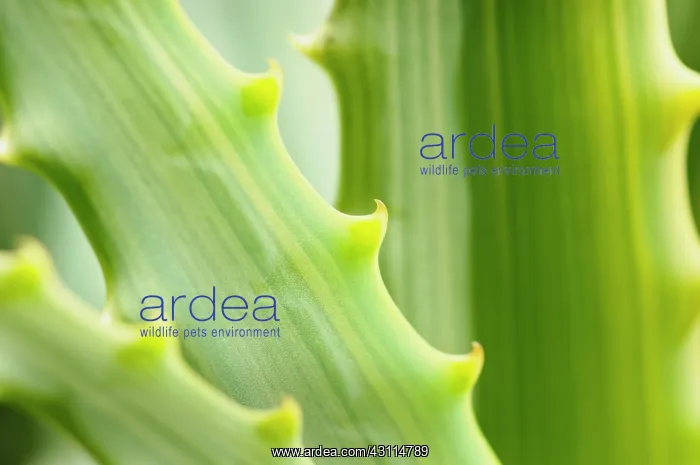 : Aloe cultivar, Aloe, Green, Evergreen, Succulent, Summer Flo : Aloe cultivar, Aloe, Green, Evergreen, Succulent, Summer Flo