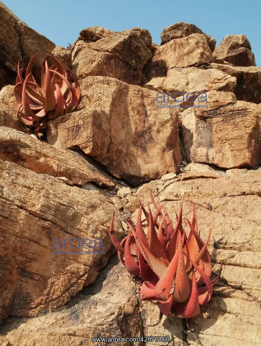 : Aloe gariepensis : Aloe gariepensis