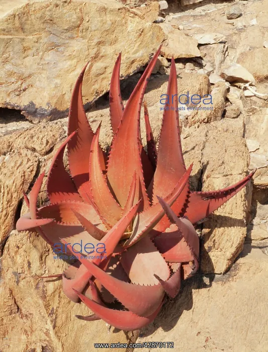 : Aloe gariepensis : Aloe gariepensis