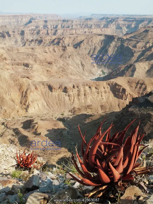 : Aloe gariepensis - cling at the canyon walls of : Aloe gariepensis - cling at the canyon walls of