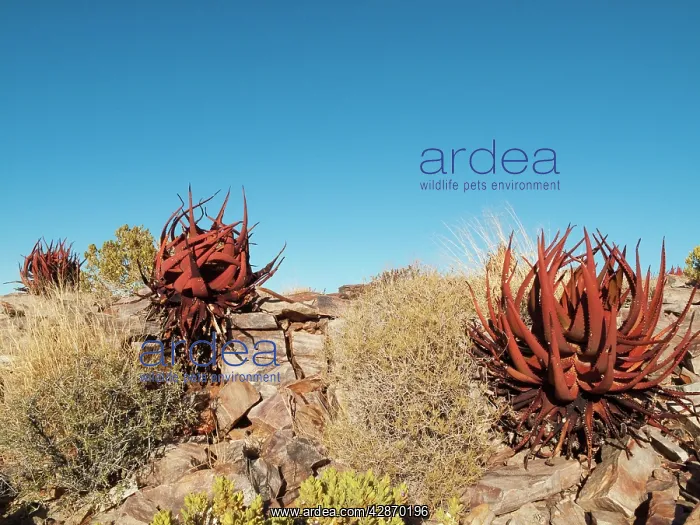 : Aloe gariepensis - clings at the canyon walls of : Aloe gariepensis - clings at the canyon walls of