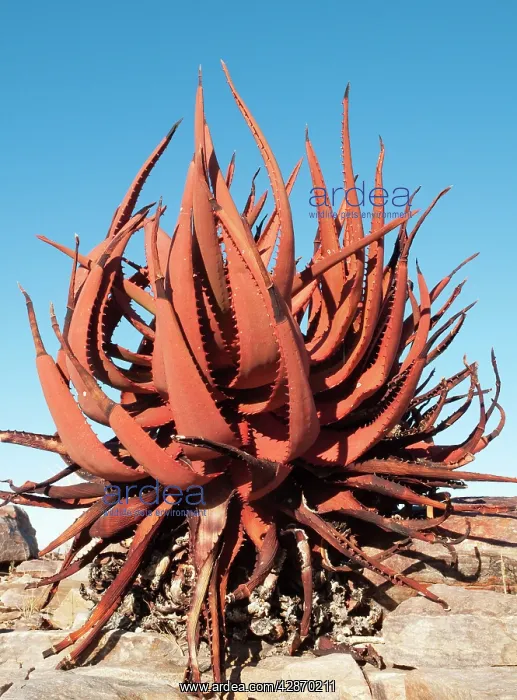 : Aloe gariepensis - clings at the canyon walls of : Aloe gariepensis - clings at the canyon walls of