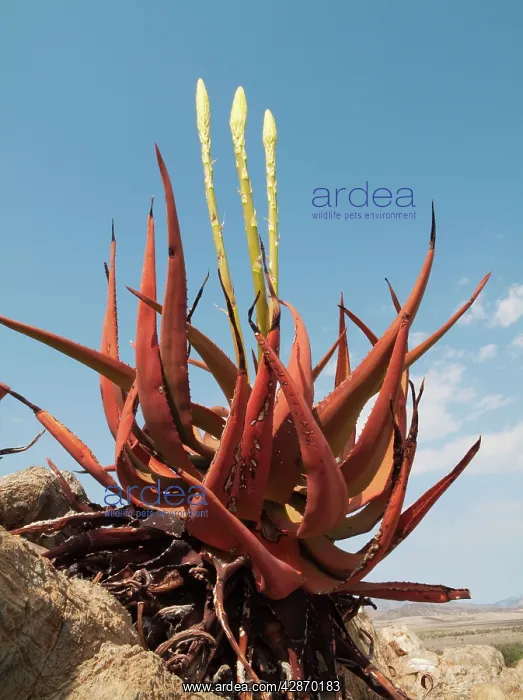 : Aloe gariepensis - with inflorescences : Aloe gariepensis - with inflorescences