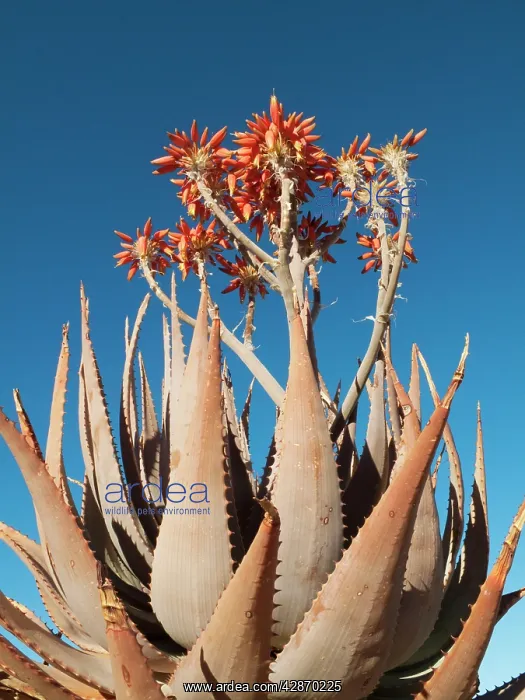 : Aloe hereroensis - with inflorescences and flowers : Aloe hereroensis - with inflorescences and flowers