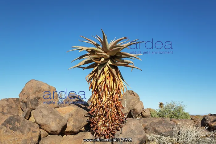  : Aloe littoralis. Quiver tree forest
