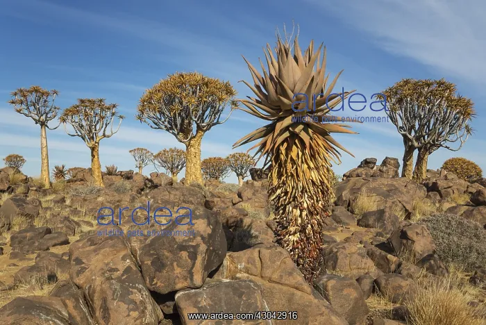 : Aloe littoralis and Quiver trees - formerly the : Aloe littoralis and Quiver trees - formerly the