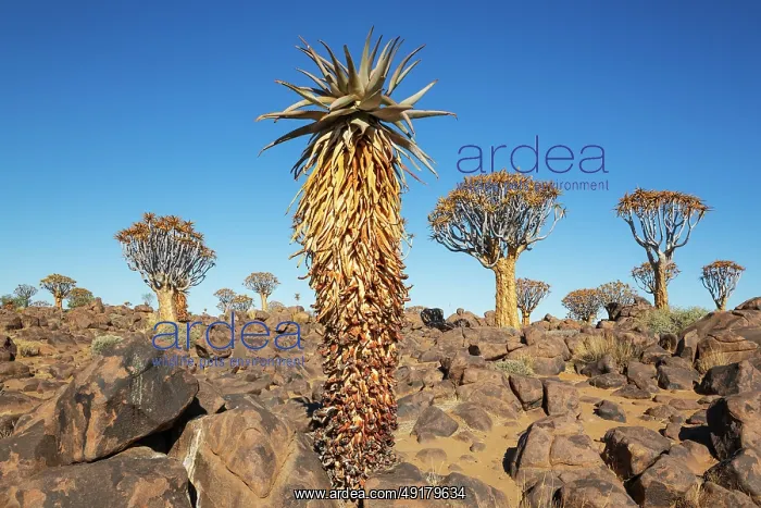 : Aloe littoralis and Quiver Trees (Aloidendron dichotomum) : Aloe littoralis and Quiver Trees (Aloidendron dichotomum)