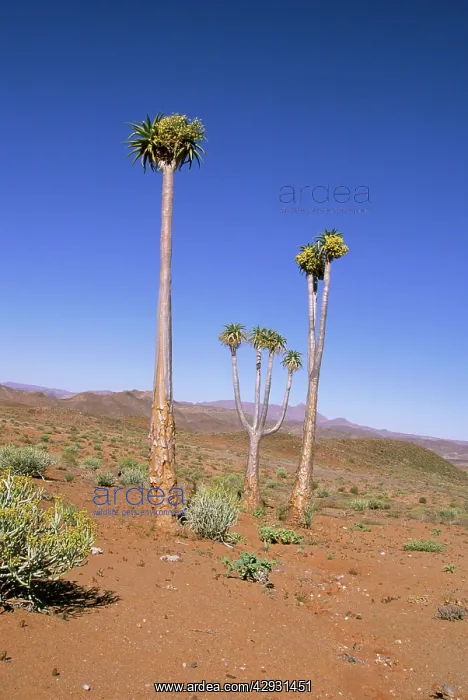 : Aloe pillansii / Bastard Quiver Tree : Aloe pillansii / Bastard Quiver Tree