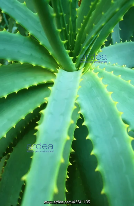 : Aloe Plant - September : Aloe Plant - September