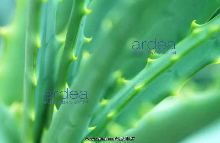 : Aloe Plant - September : Aloe Plant - September