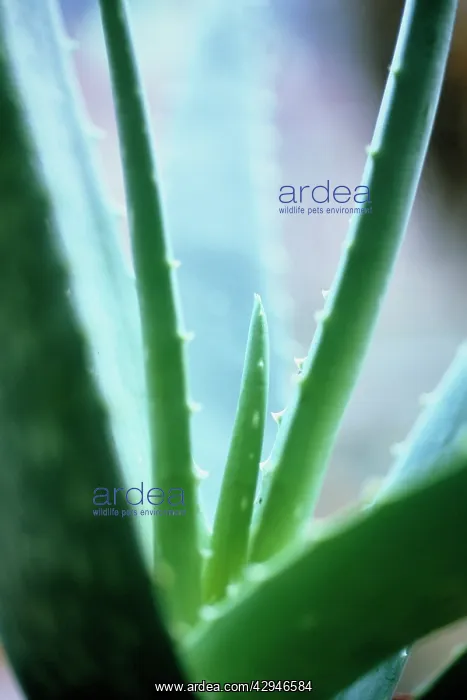 : Aloe vera. Aloe vera : Aloe vera. Aloe vera