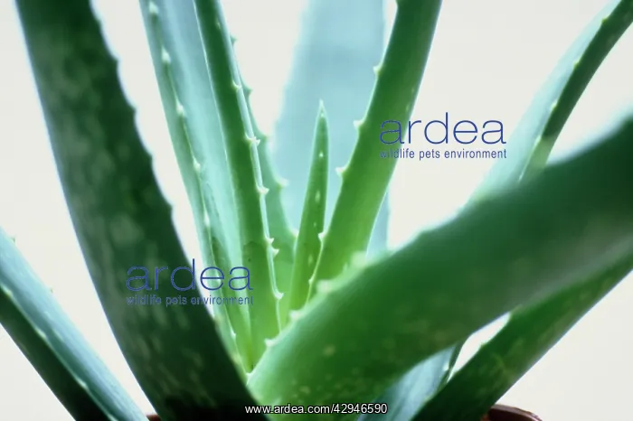: Aloe vera. Aloe vera : Aloe vera. Aloe vera