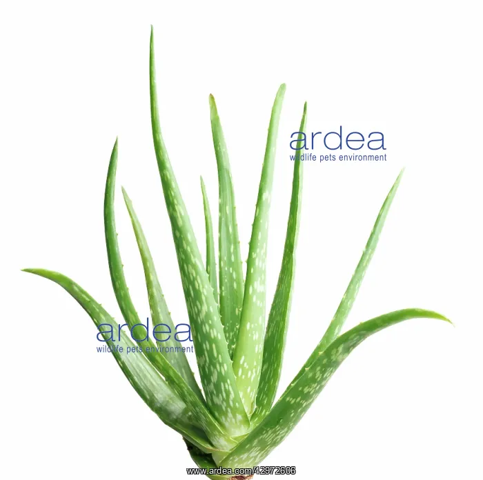 : Aloe Vera : Aloe Vera