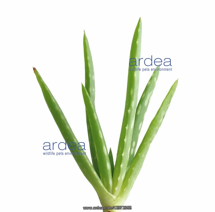 : Aloe Vera : Aloe Vera