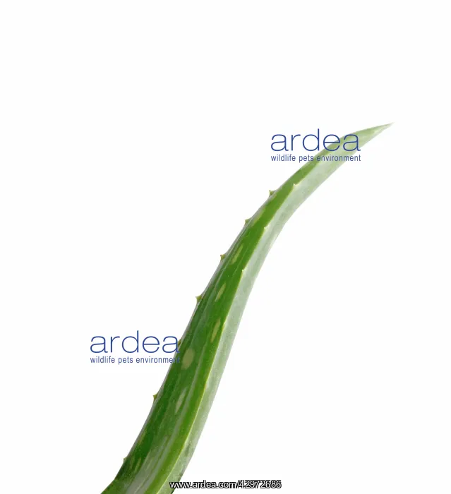 : Aloe Vera : Aloe Vera