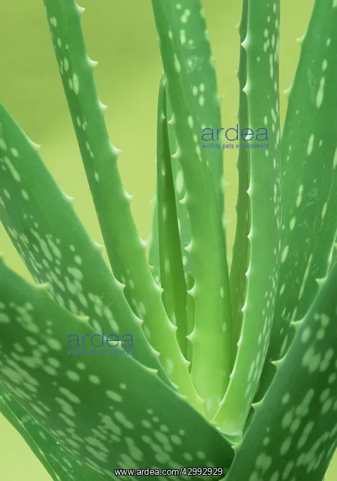 : Aloe Vera : Aloe Vera