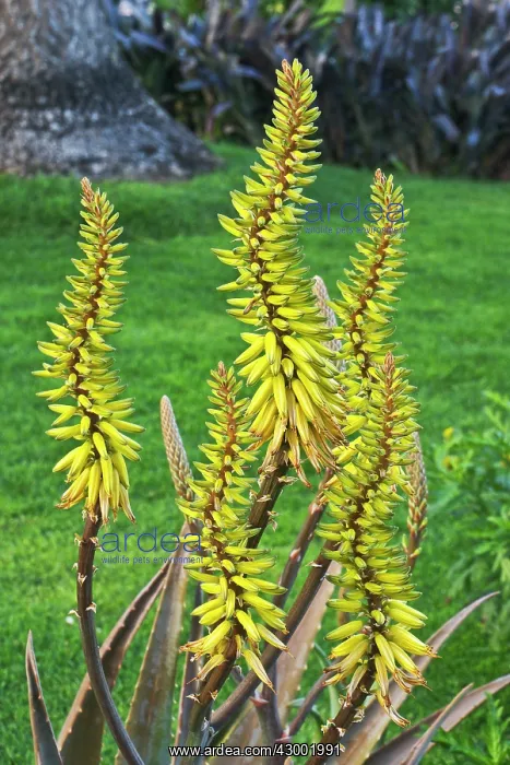  : Aloe Vera Large leaf and yellow flower - provides some health benefits