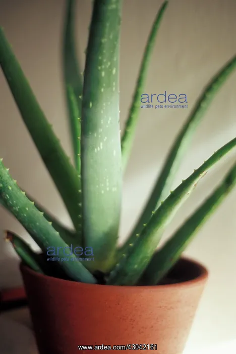 : Aloe Vera. Aloe Vera : Aloe Vera. Aloe Vera