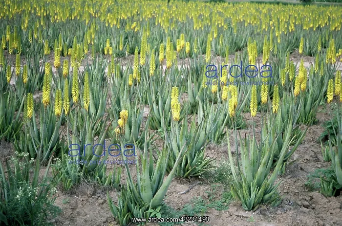 : Aloe vera, Mission, Texas : Aloe vera, Mission, Texas