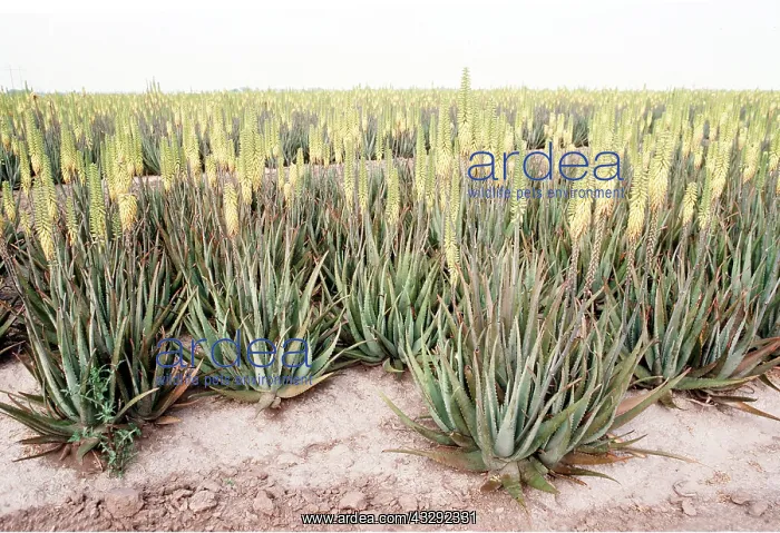 : ALOE VERA - Being grown for medicinal use : ALOE VERA - Being grown for medicinal use