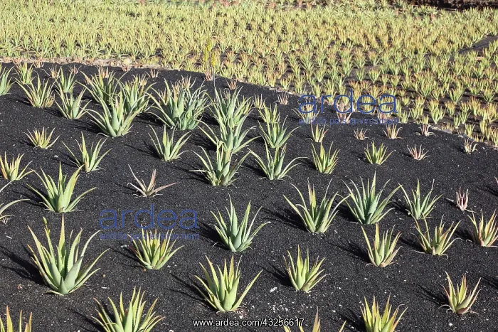 : Aloe Vera Plantation at Orzola, near Haria, Lanzarote : Aloe Vera Plantation at Orzola, near Haria, Lanzarote