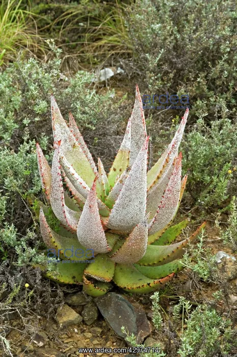 : Aloe White Scale insect infestation on aloe (Aloe ferox) : Aloe White Scale insect infestation on aloe (Aloe ferox)