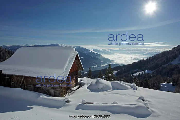 : Alp cottage at Hohe Tauern mountain range, Liesertal : Alp cottage at Hohe Tauern mountain range, Liesertal