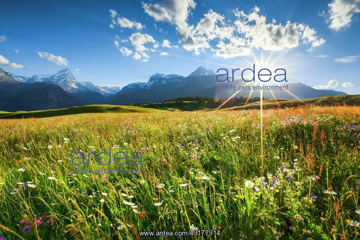: Alp Flix, Switzerland, Europe : Alp Flix, Switzerland, Europe