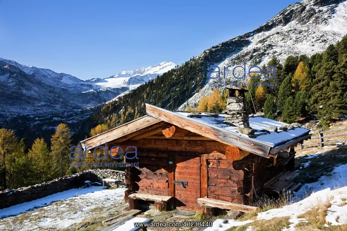 : The alp Peder: Stieralm in late fall autumn : The alp Peder: Stieralm in late fall autumn