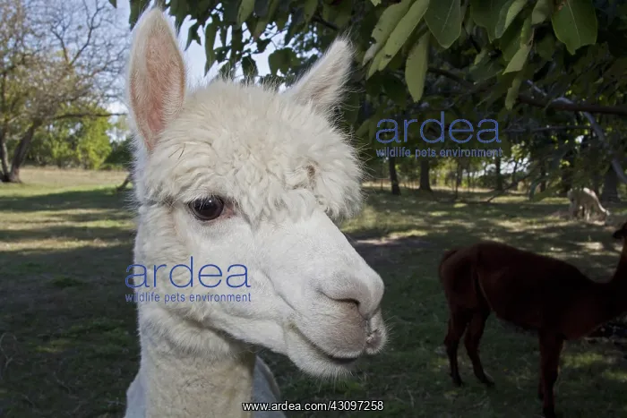 : Alpaca (Vicugna pacos). Alpaca Farm near Baldwin City, Kansas : Alpaca (Vicugna pacos). Alpaca Farm near Baldwin City, Kansas