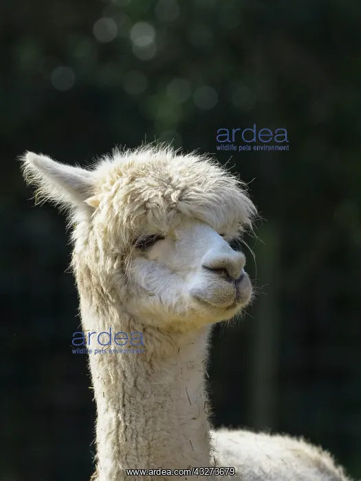  : Alpaca