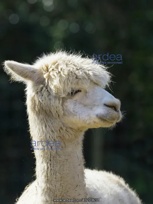  : Alpaca