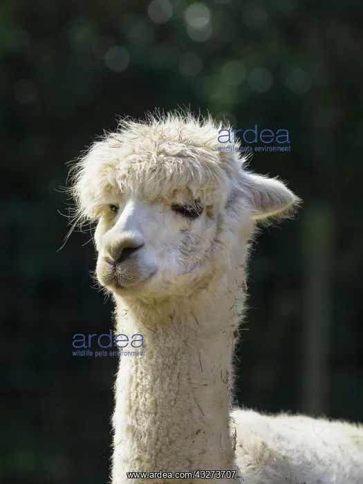  : Alpaca