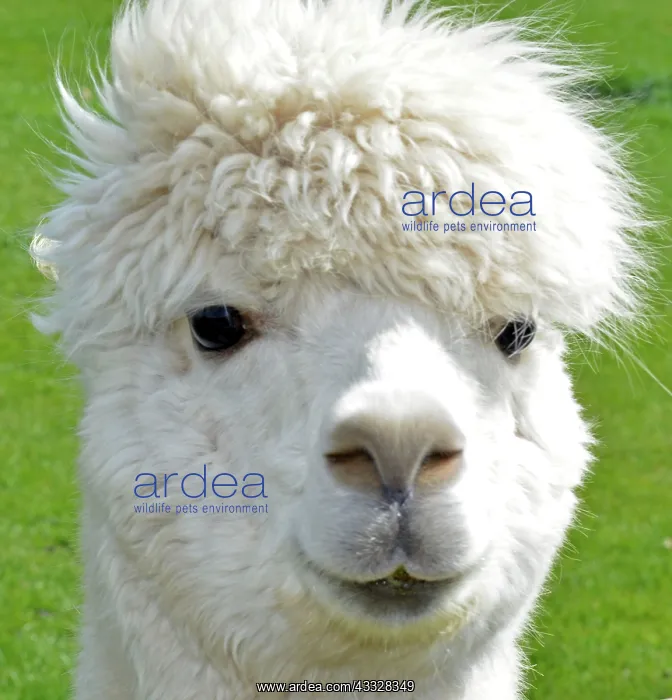  : Alpaca