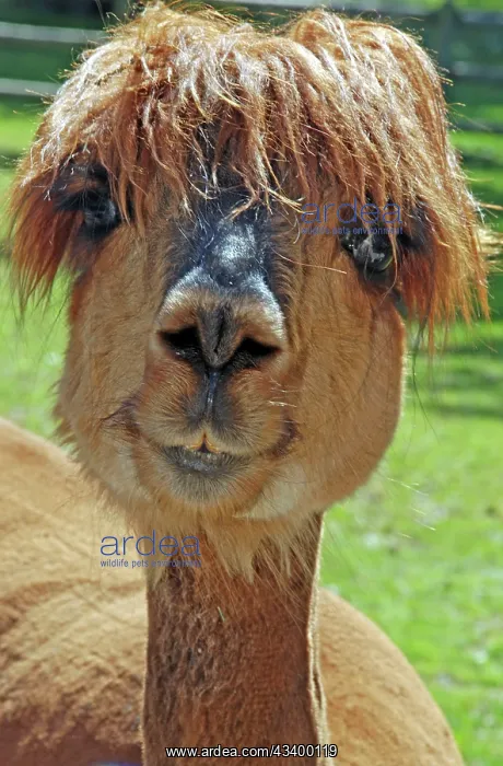 : Alpaca (Vicugna pacos) : Alpaca (Vicugna pacos)