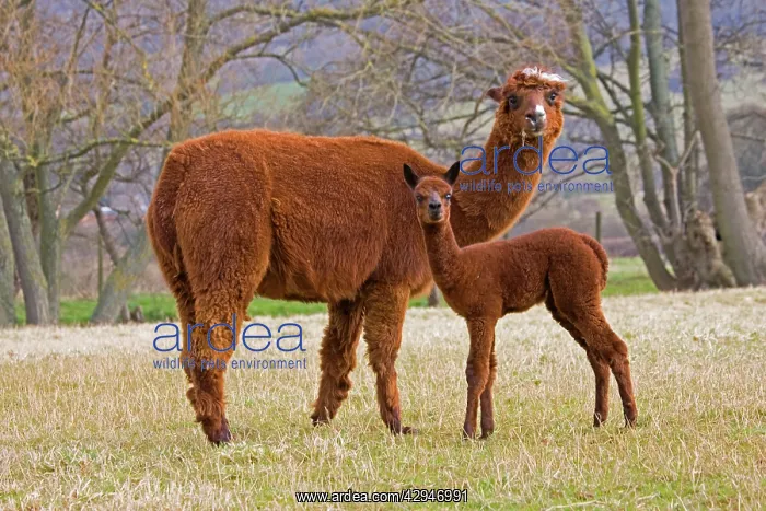 : Alpaca - female and young : Alpaca - female and young