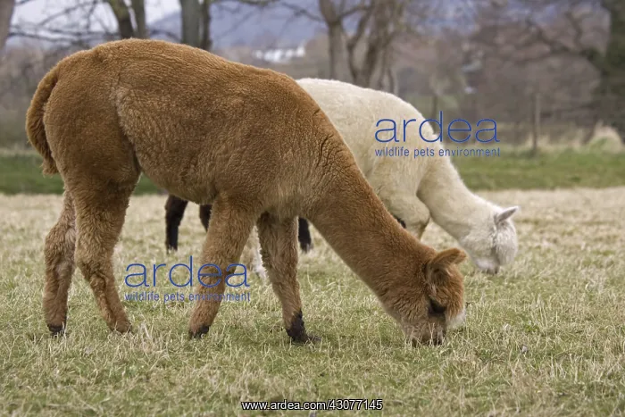 : Alpaca grazing Cotswolds UK : Alpaca grazing Cotswolds UK