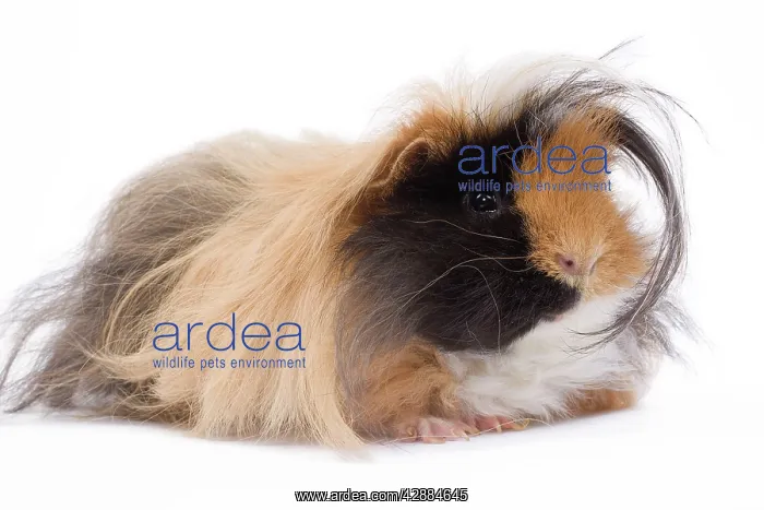 : Alpaca Guinea Pig - in studio : Alpaca Guinea Pig - in studio